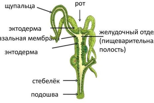 Омг ссылка т